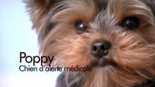 Dog de choc vidéo