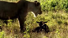 Sauvée par la lionne