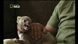 Dog Whisperer ep. 1 ITA video