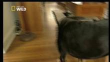 Dog Whisperer ep.3 (teaser) video