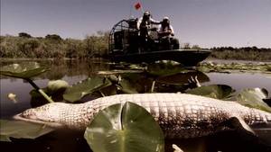 Alligators zombies vidéo