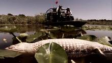 Alligators zombies vidéo