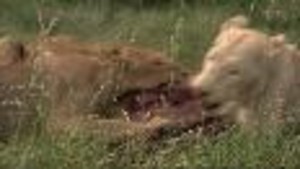 Ma vie avec les lions vidéo