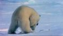 Moi, prédateur : ours polaire vidéo