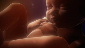 In Utero - Vrais Faux Jumeaux vidéo