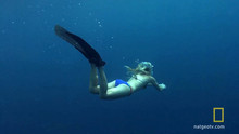 Swimming With Sharks video