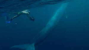 Le royaume de la baleine bleue vidéo