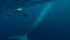 Le royaume de la baleine bleue