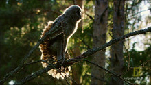 NordicWild_Reborn_viral video