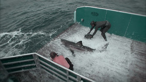 Shark Men - Die Haiforscher 2 Video