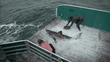 Shark Men - Die Haiforscher 2 Video
