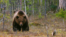 Bear Cub Protector video