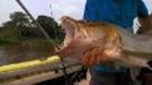 Bêtes de poissons