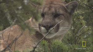 Puma-jelölés videó