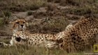 Lustful Cheetahs