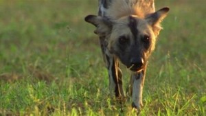 Une vie de chien vidéo
