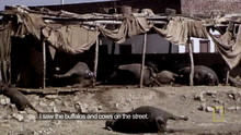 Disaster Impact video