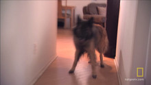 Keep Calm video