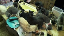 La femme aux chats vidéo