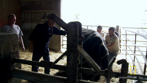 Untwisting a Cow Storm video