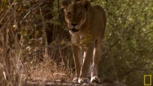 Bivolii africani clip