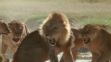 Les lions cannibales vidéo