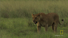 Conflict matern clip