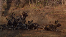 Auf vier Pfoten durch Zimbabwe Video