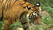 Braconnage du tigre vidéo