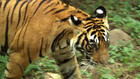 Braconnage du tigre