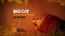 Projet Big Cat vidéo