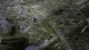Amur Leoparı video