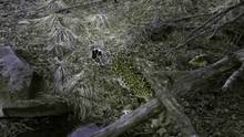 Amur Leoparı video