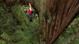 Redwoods video