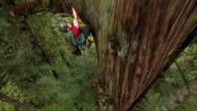 Redwoods video