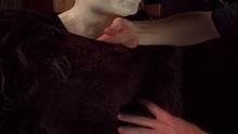 Bigfoot video