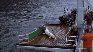 The Manoeuvre video