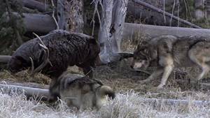 Yellowstone Battleground video