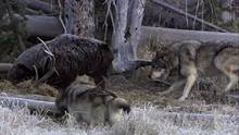 Yellowstone Battleground video