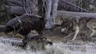 Yellowstone Battleground