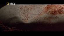 Anteprima: Il re Lucertola video