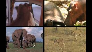Unlikely pals video