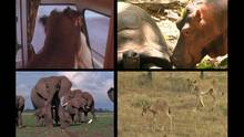 Unlikely pals video