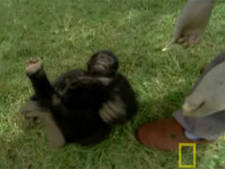 Ein Gorillababy überlebte das Massaker. Video
