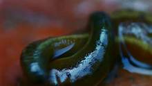 Stich mich! Borneo (2 Minuten) Video