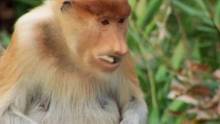 Stich mich! Borneo 3 Video
