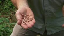 Stich mich! Indien 2 Video