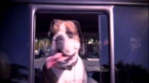 Kalte Hundeschnauze Video