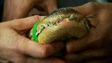 Der Alligator Mason Video