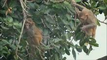 Monkey Thieves video